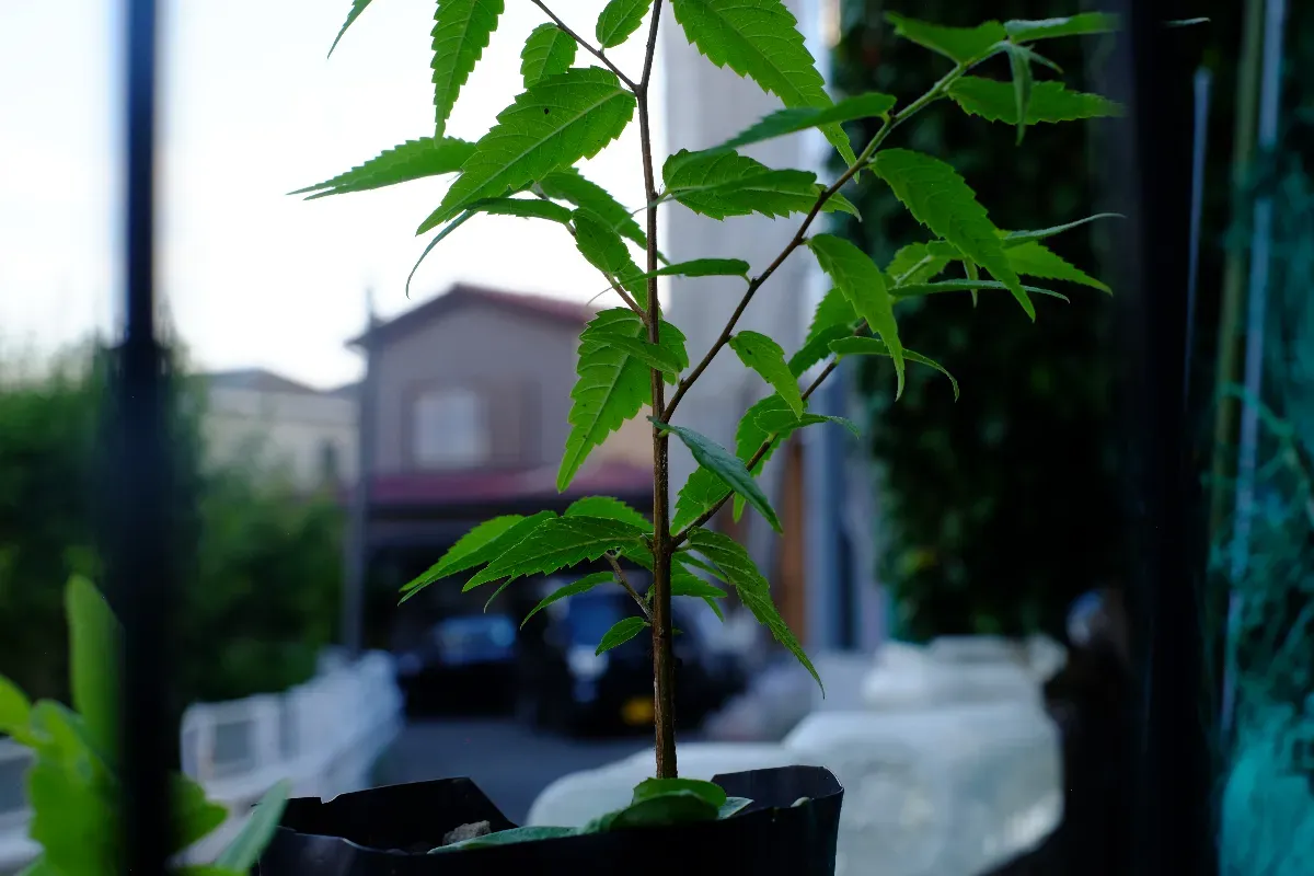 １年越しの発芽！
