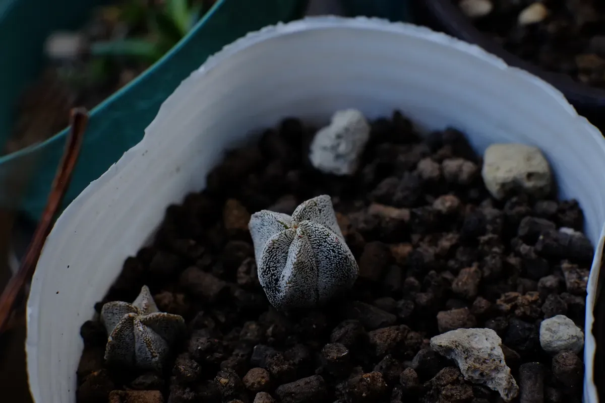 Astrophytum myriostigma (アストロフィツム ミリオスティグマ)