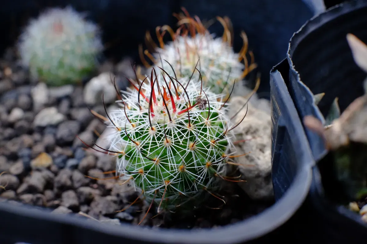 Echinofossulocactus zacatecasensis (エキノフォスロカクタス ザカテカセンシス)