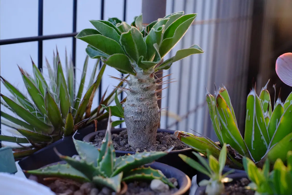 Pachypodium saundersii (パキポディウム サンデルシー)