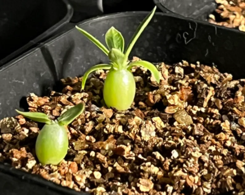 [プレゼント種子] パキポディウム マカイエンセ Pachypodium rosulatum var. makayense Lot. FREE