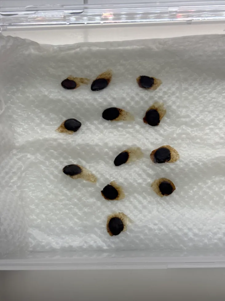 ディオスコレア エレファンティペス Dioscorea elephantipes アフリカ亀甲竜