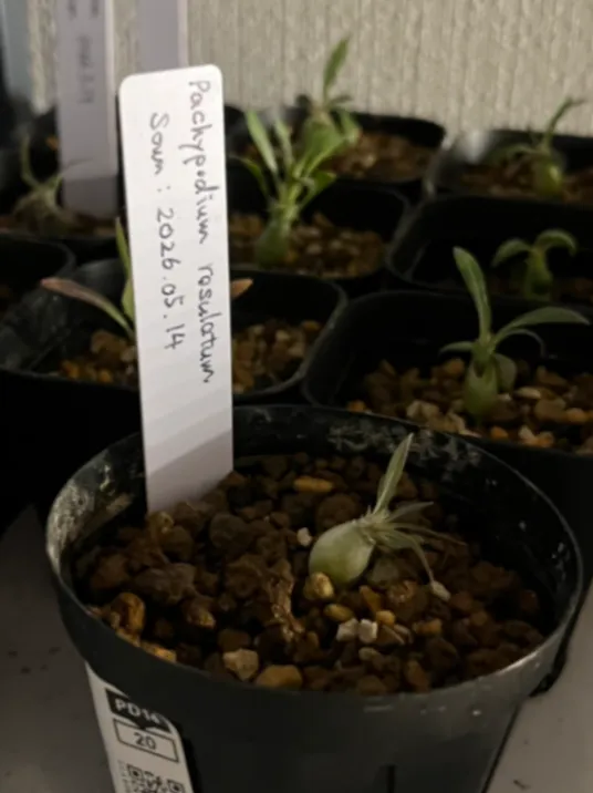 Pachypodium rosulatum (パキポディウム ロスラーツム)