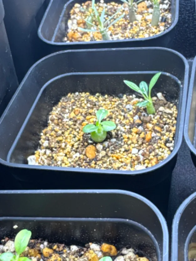 [プレゼント種子] パキポディウム マカイエンセ Pachypodium rosulatum var. makayense Lot. FREE