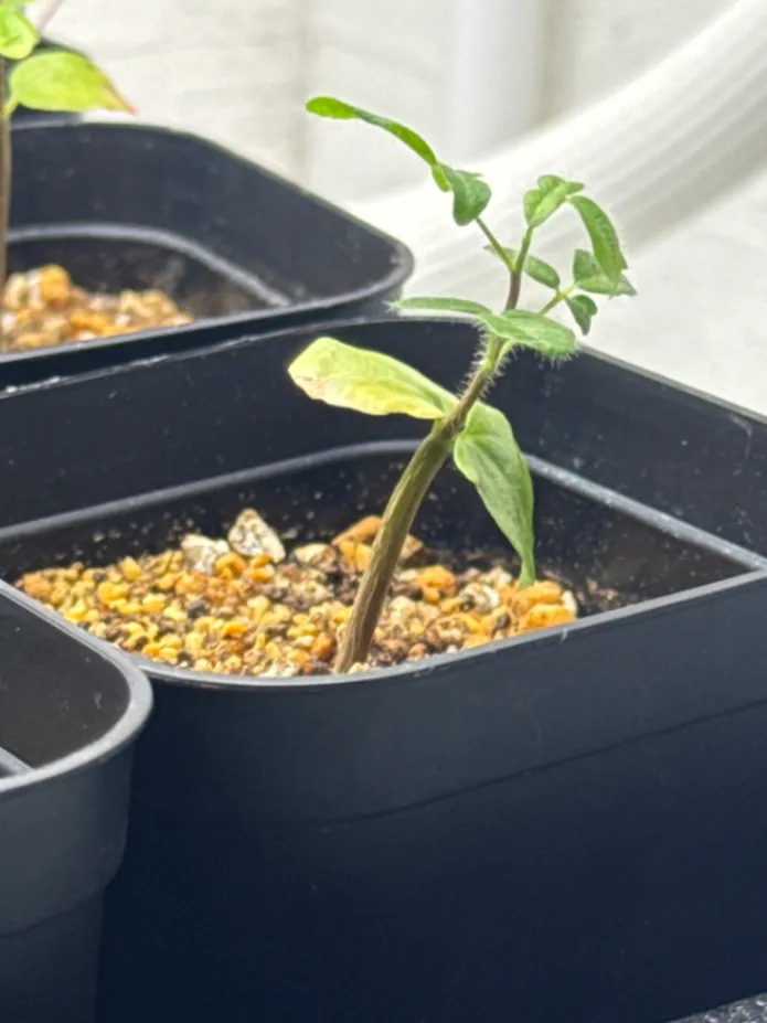 コミフォラ モンストローサ Commiphora monstruosa