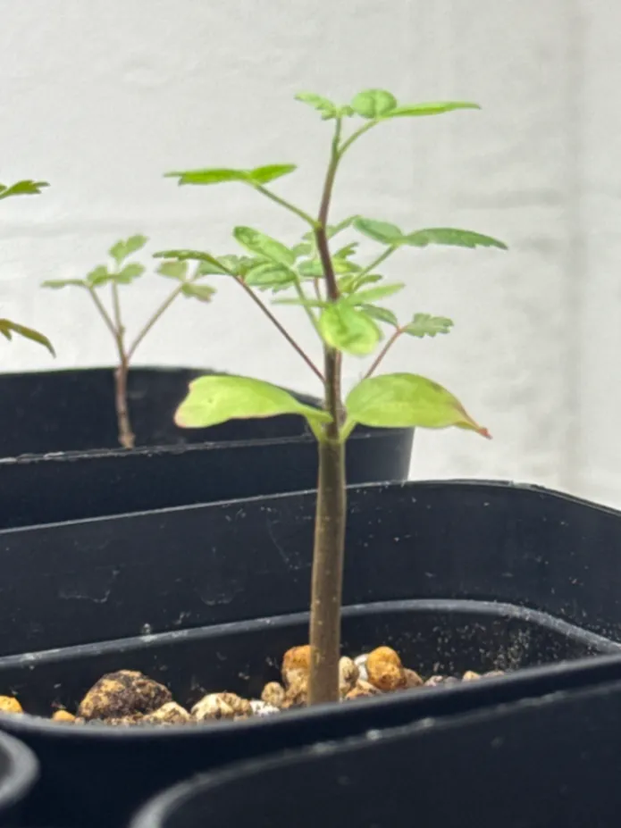 コミフォラ シヌアタ Commiphora sinuata