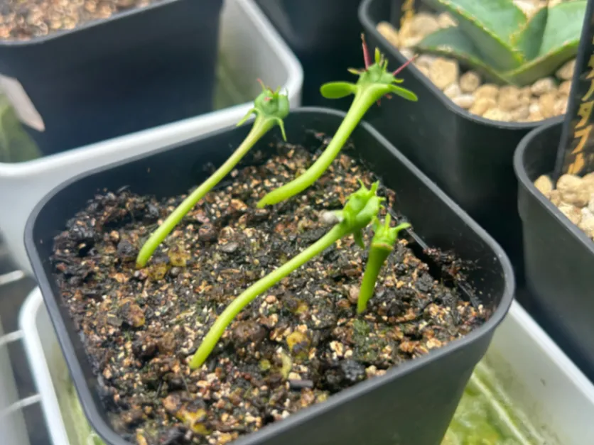 Euphorbia enopla (ユーフォルビア エノプラ 紅彩閣)