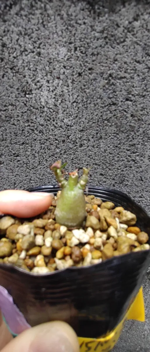 Adenium obesum (アデニウム オベスム)