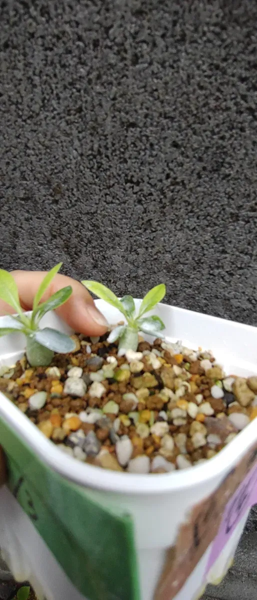 パキポディウム グラキリス Pachypodium rosulatum var. gracilius Lot.2025DEC