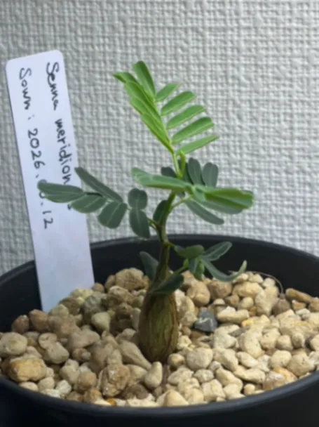 Senna meridionalis (センナ メリディオナリス)