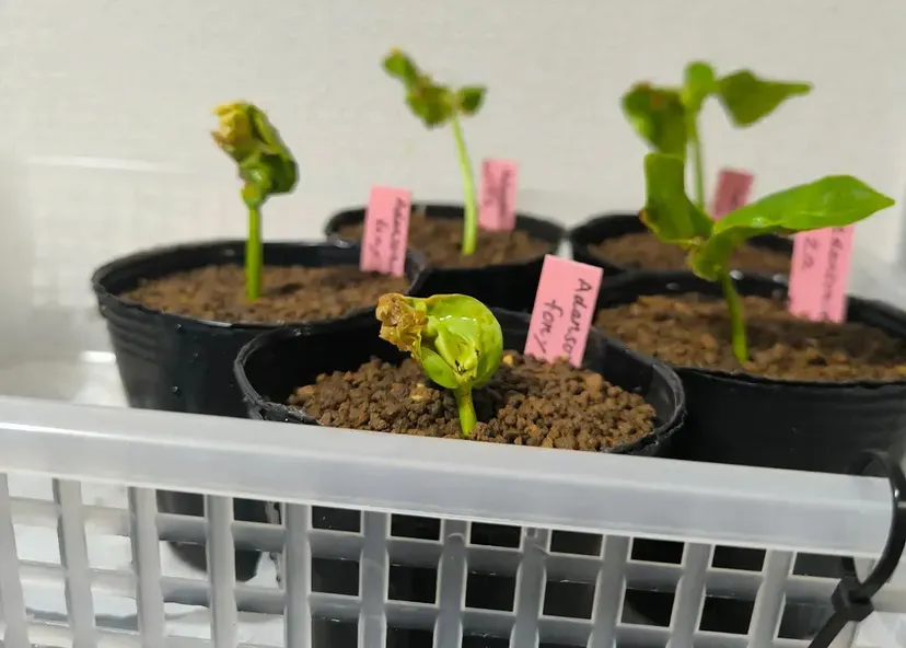 Adansonia fony (アダンソニア（バオバブ）フォニー)