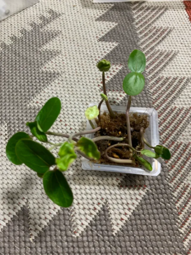 Jatropha podagrica red (ヤトロファ ポダグリカ レッド)