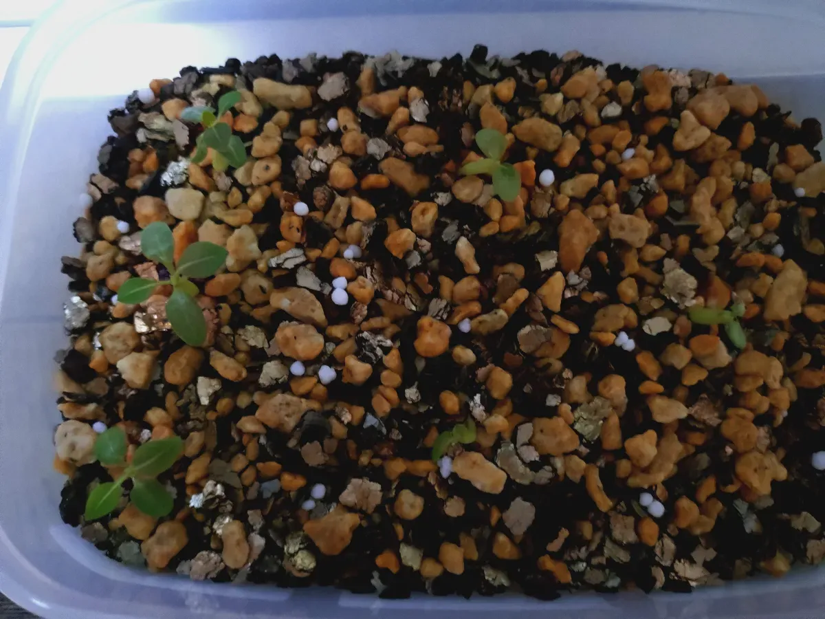 Pachypodium bispinosum (パキポディウム ビスピノーサム)