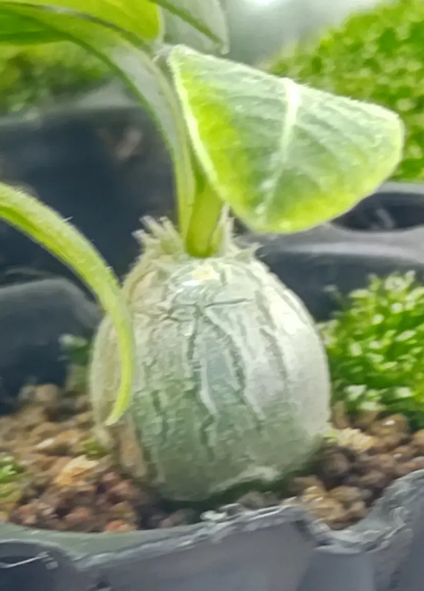 Pachypodium rosulatum var. inopinatum ([プレゼント種子 3月22日まで] パキポディウム イノピナツム)