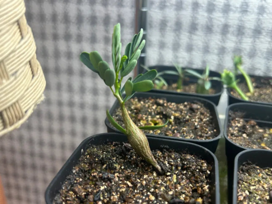 Senna meridionalis Lot. FREE ([プレゼント種子/終了しました] センナ メリディオナリス)