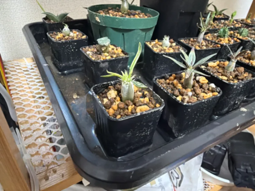Pachypodium rosulatum var. eburneum (パキポディウム エブレネウム)