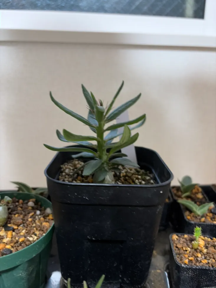 Pachypodium succulentum (パキポディウム サキュレンタム)