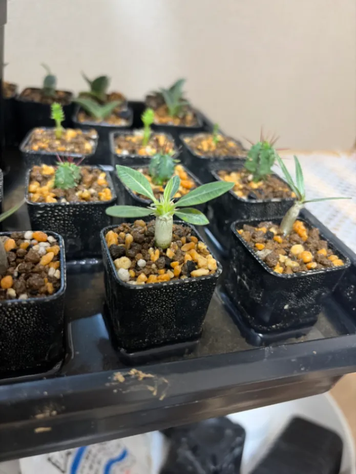 [プレゼント種子] パキポディウム マカイエンセ Pachypodium rosulatum var. makayense Lot. FREE