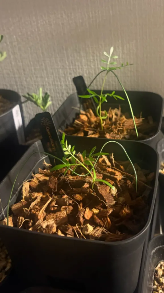 Operculicarya pachypus Lot. (オペルクリカリア パキプス)