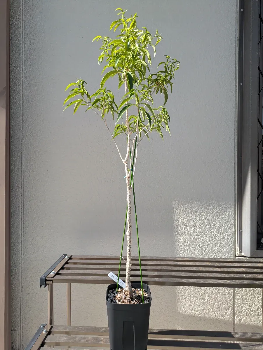 Adansonia fony (アダンソニア（バオバブ）フォニー)