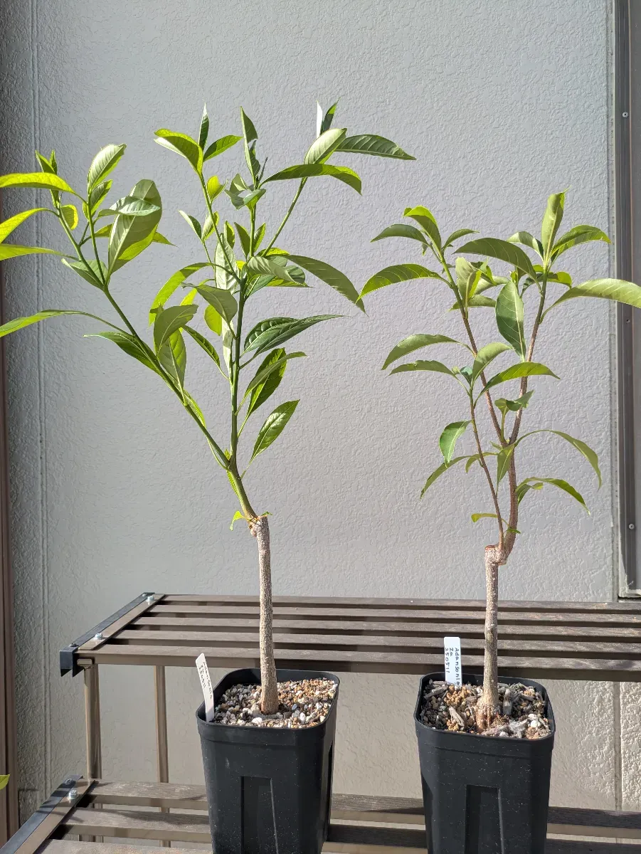 Adansonia za (アダンソニア（バオバブ） ザ)
