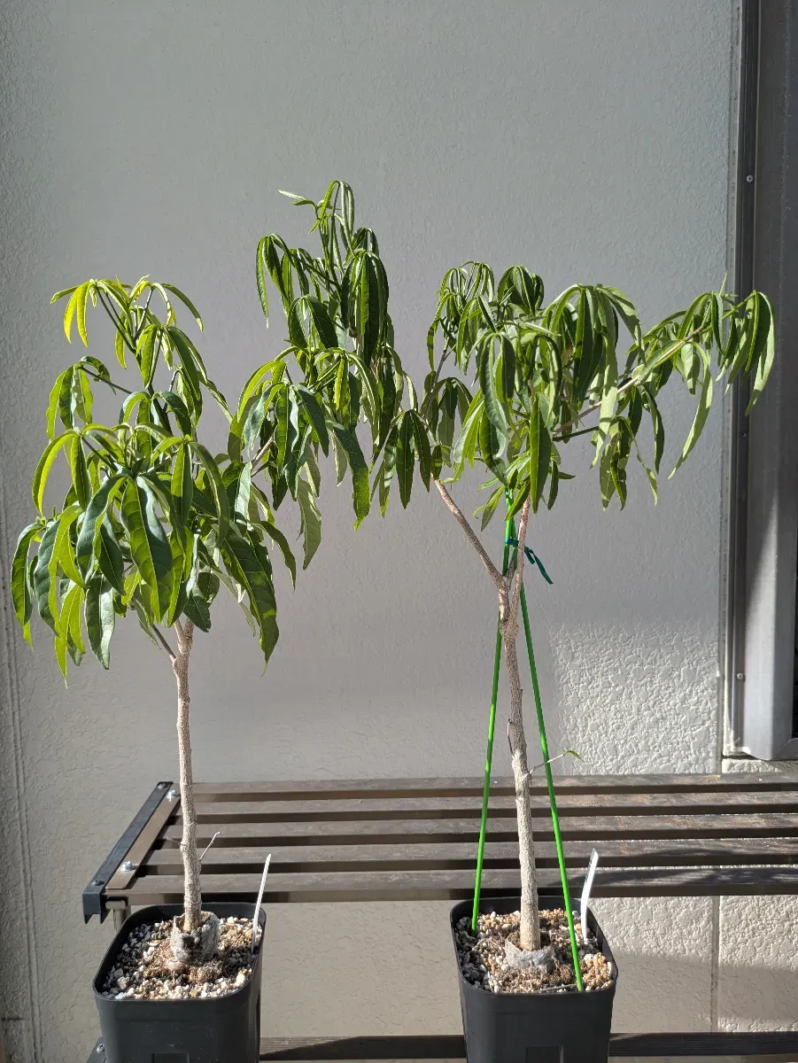 Adansonia grandidieri (アダンソニア（バオバブ）グランディディエリ)