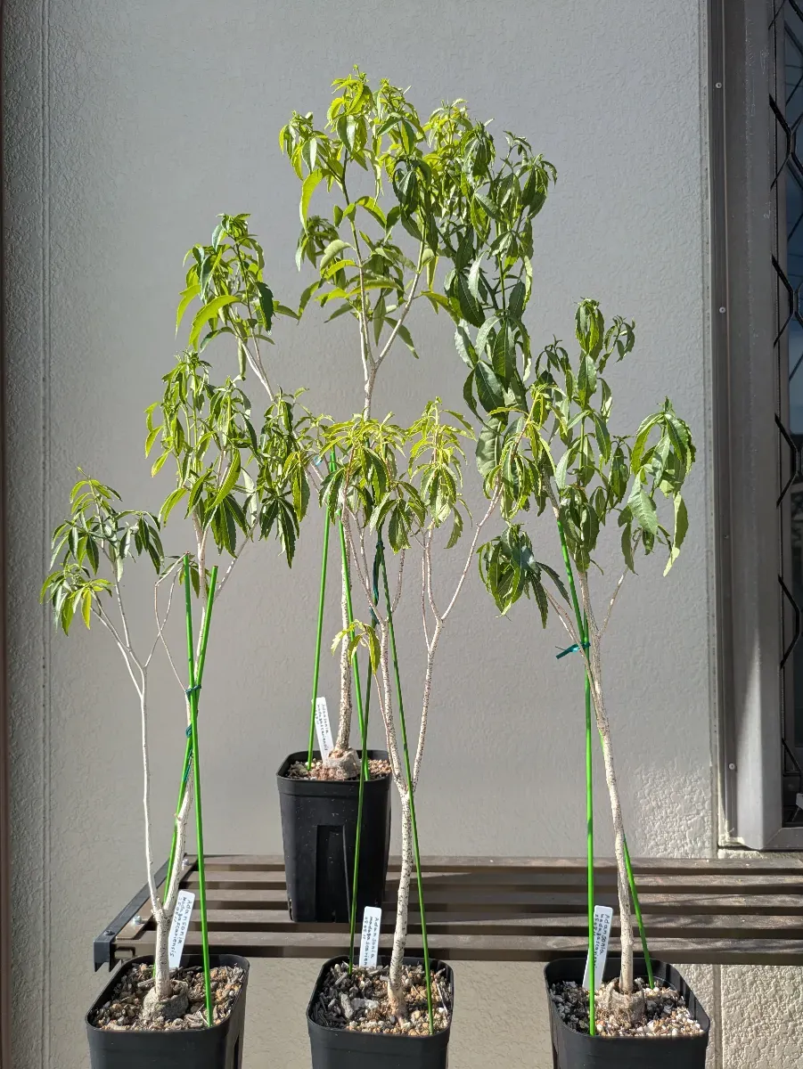Adansonia madagascariensis (アダンソニア（バオバブ ）マダガスカリエンシス)