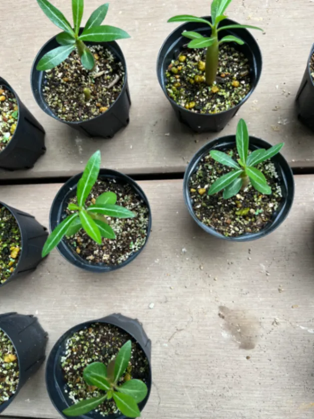 Adenium somalense  Nova Tanzania (アデニウム ノヴァ タンザニア)