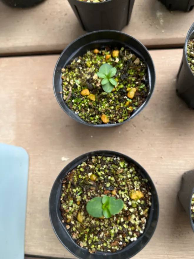 Pachypodium succulentum (パキポディウム サキュレンタム)