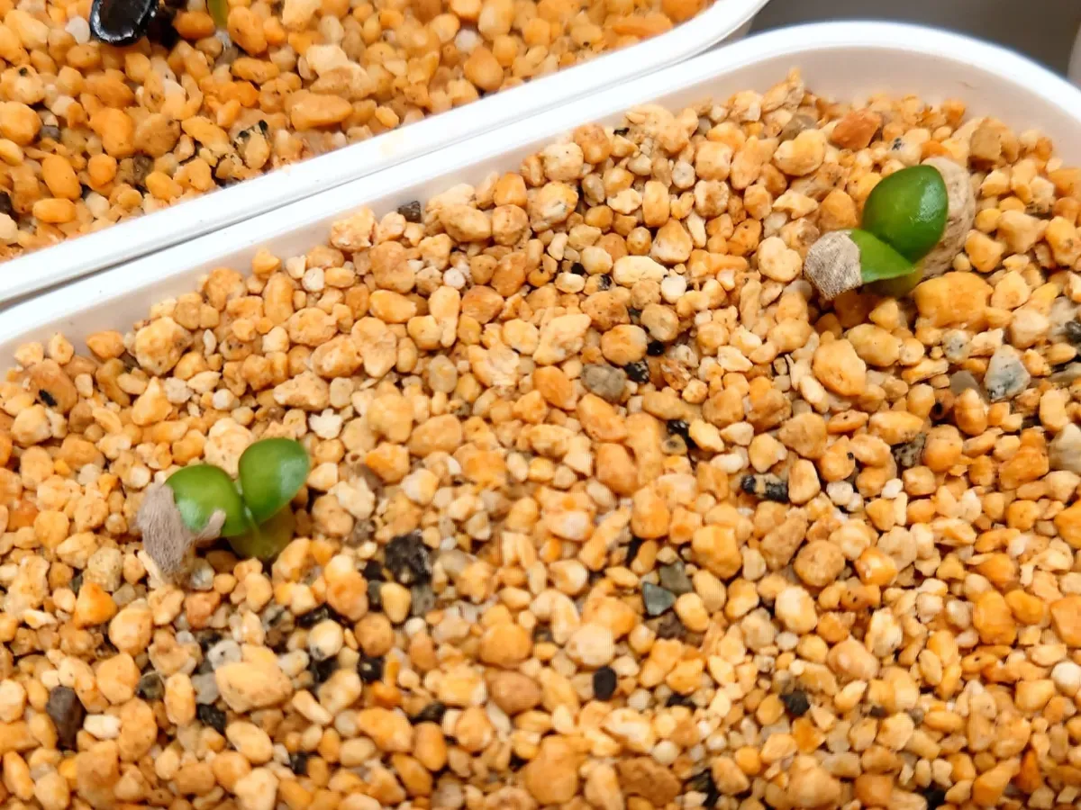 Pachypodium succulentum (パキポディウム サキュレンタム)