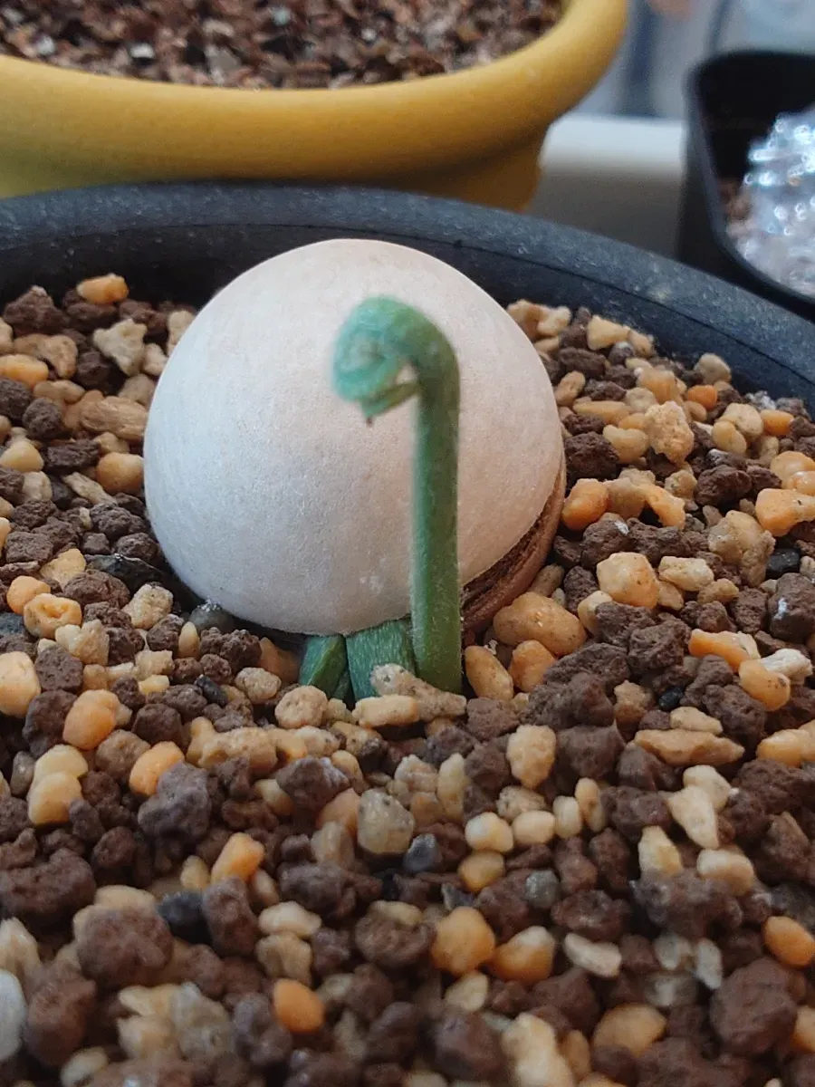 Cycas cairnsiana (サイカス カイルンシアナ)