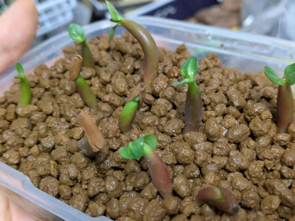 Adenium arabicum black giant (アデニウム アラビカム ブラックジャイアント)