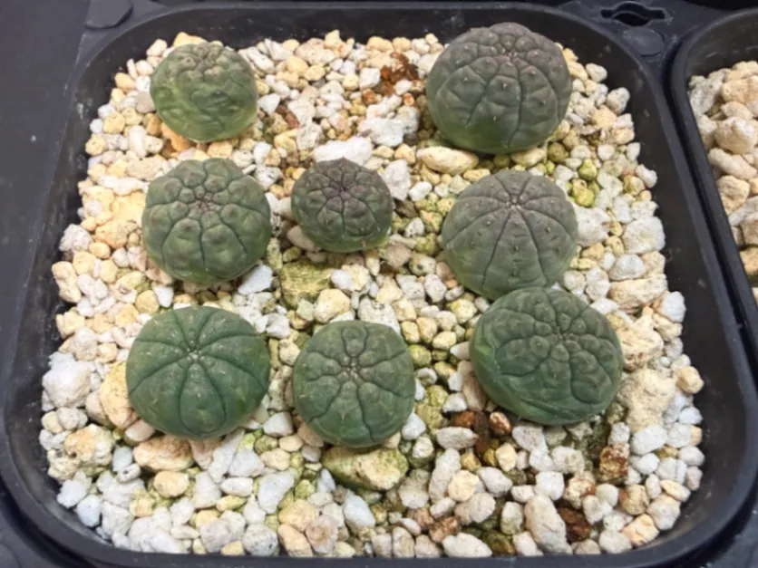 Euphorbia obesa (ユーフォルビア オベサ)