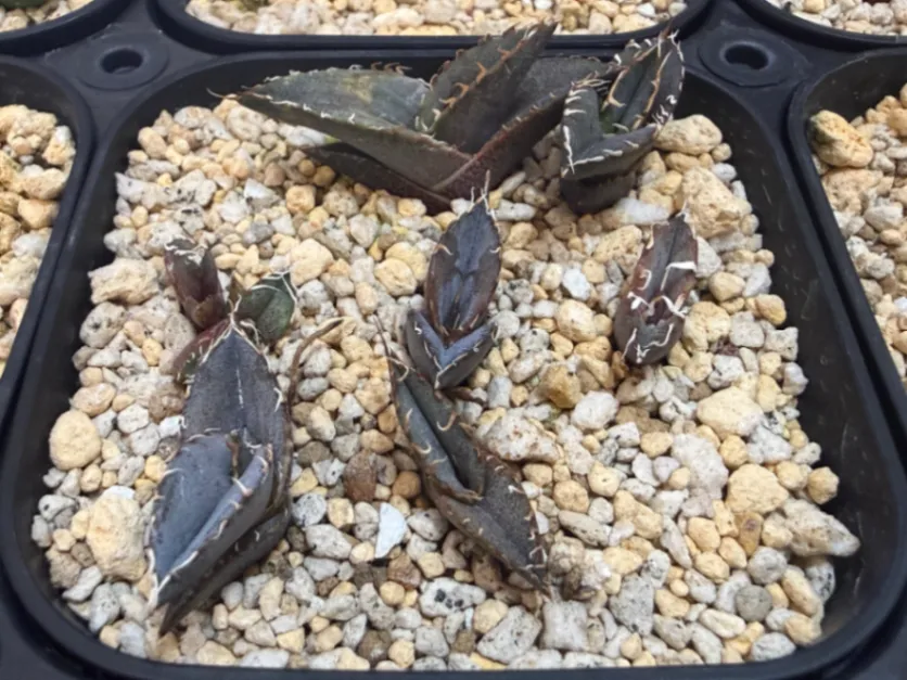 Agave oteroi Lot. (アガベ オテロイ)
