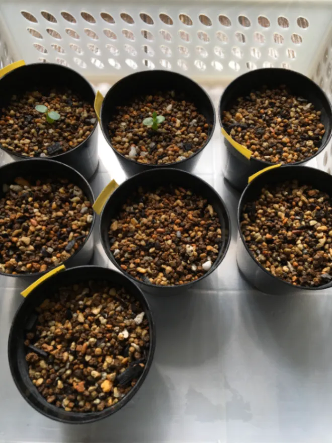 Pachypodium rosulatum var. eburneum (パキポディウム エブレネウム)