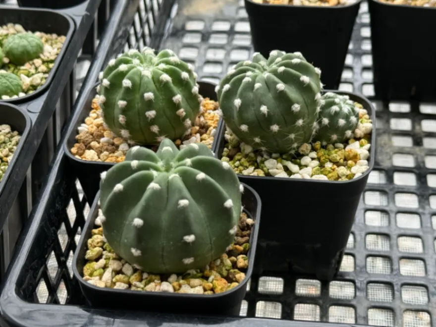 Echinopsis subdenudata (エキノプシス 大豪丸)