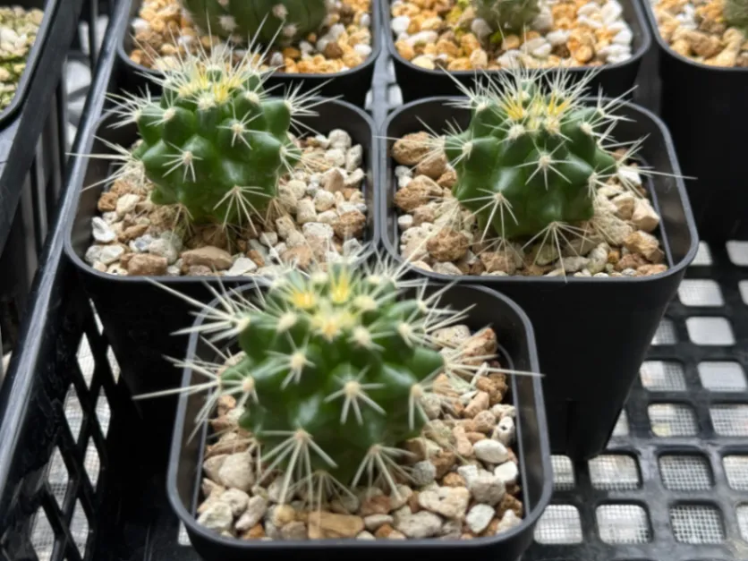 10日で5割ほどの発芽　土が合ってなかった