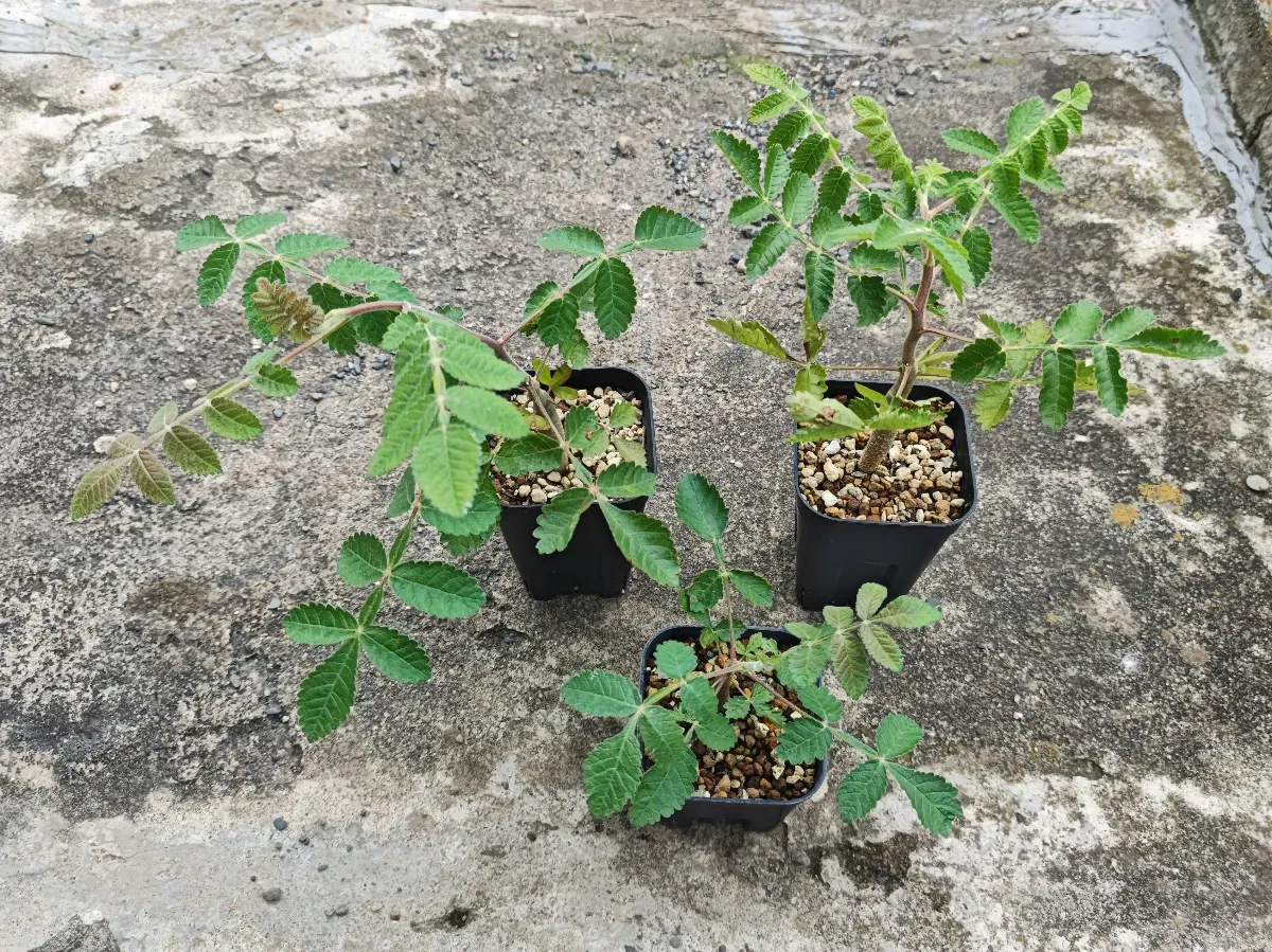 Bursera copallifera (ブルセラ コパリフェラ)