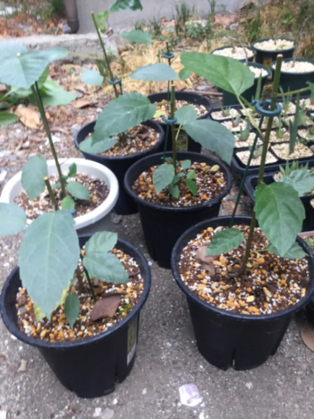 Ficus ingens (フィカス インジェンス)