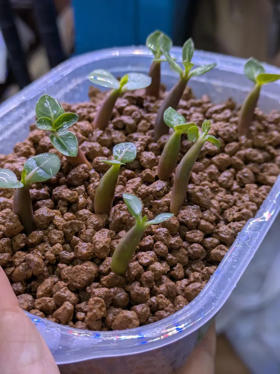 Adenium arabicum black giant (アデニウム アラビカム ブラックジャイアント)
