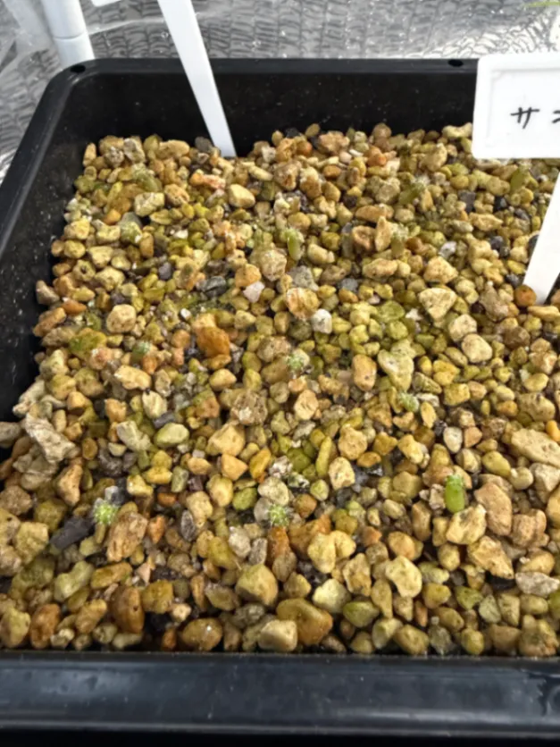 Echinocactus grusonii (エキノカクタス キンシャチ)