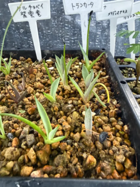 Agave parryi var. truncata (アガベ パリー トランカータ)