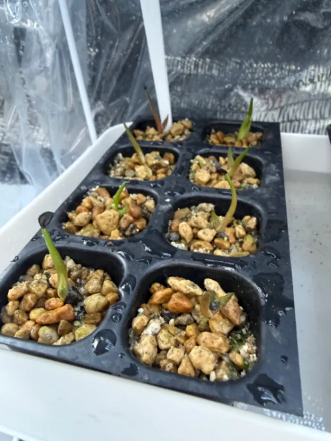Agave titanota Blue Lot. (アガベ チタノタブルー)