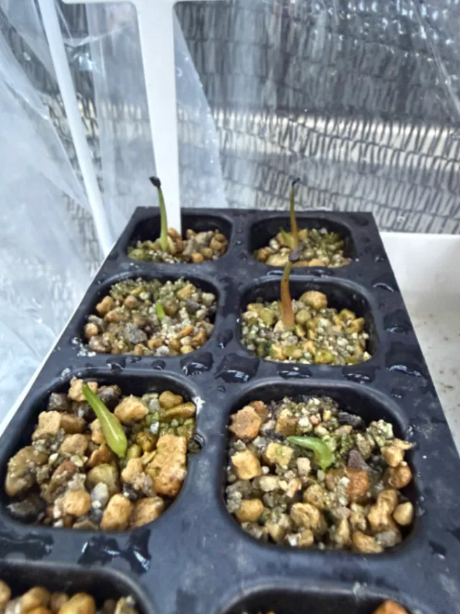 Agave oteroi Lot. (アガベ オテロイ)