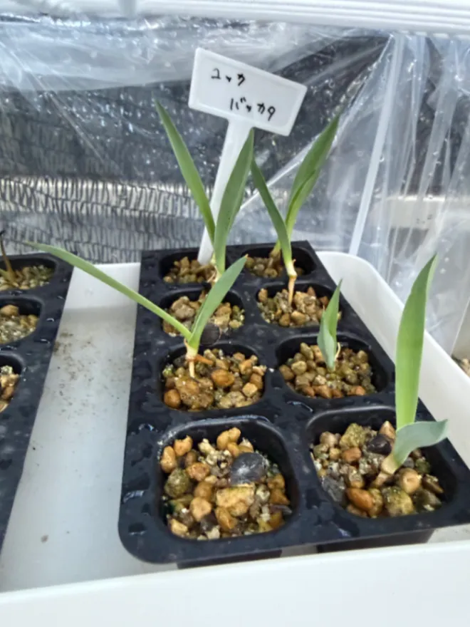 播種から3日で発芽。
