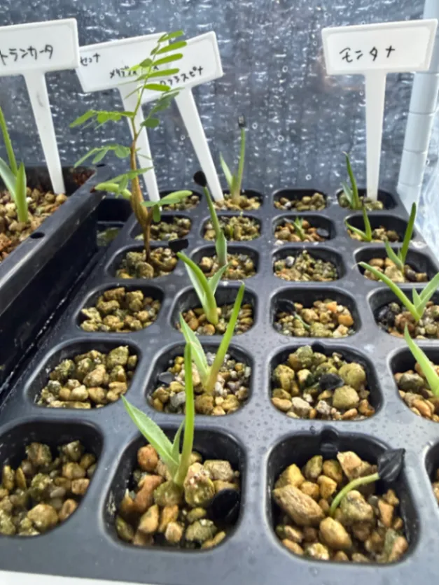 Agave salmiana ssp. crassispina (アガベ サルミアナ クラシスピナ)