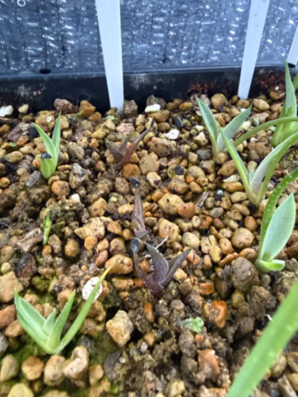 Agave kerchovei (アガベ ケルチョベイ)