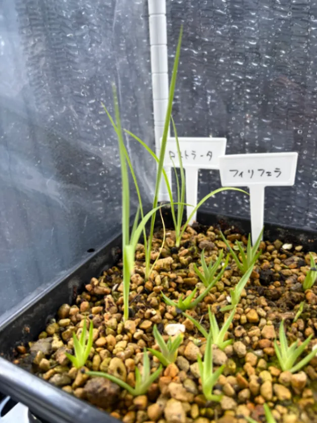 Yucca rostrata (ユッカ ロストラータ)