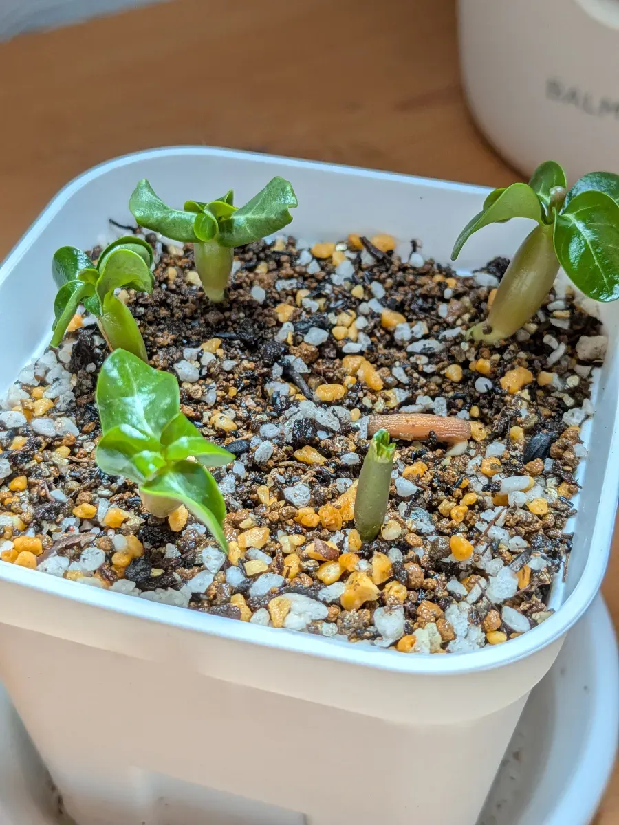 DHA Medusa Adenium DHA Medusa (アデニウム)