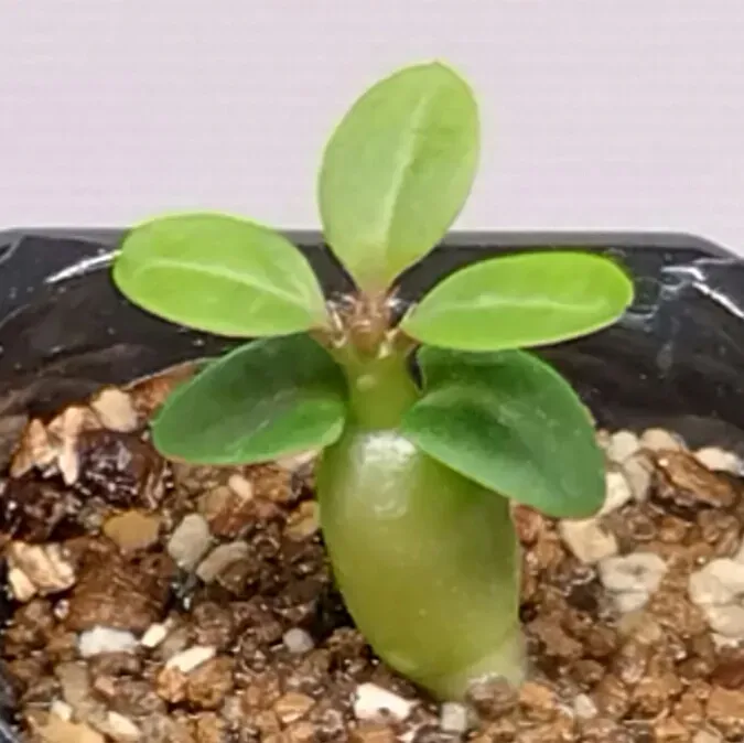 Pachypodium bispinosum (パキポディウム ビスピノーサム)